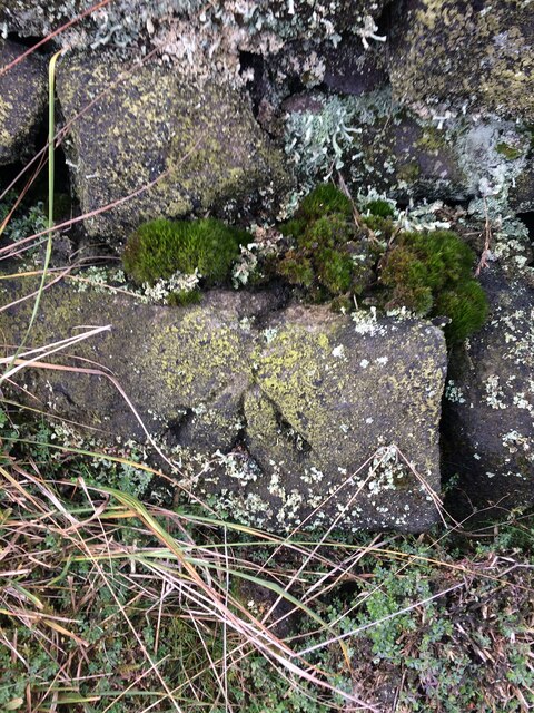 Benchmark Rivet Withens New Road, Withens Moor