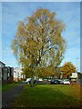 Autumn colours, Milngavie