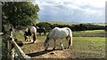TQ5601 : Horses by the footpath near Jevington Church by Ian Cunliffe