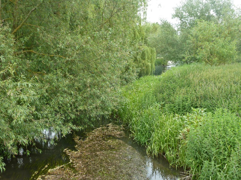 River Colne © Robin Webster :: Geograph Britain and Ireland