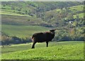 SK0565 : Black sheep above The Manifold Valley by Neil Theasby