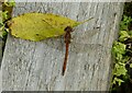 Common Darter