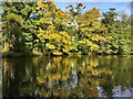 Autumn colour by a lake in Bingham Park