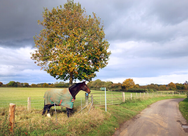 Horse by a Tree