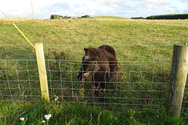 Pony at Lochlip
