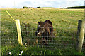 Pony at Lochlip