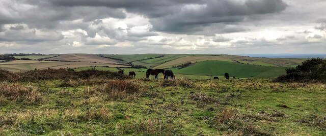 Ponies - and view NE from Cissbury Ring
