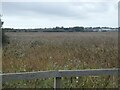 SY6981 : Reeds as far as one can see, Lodmoor nature reserve, Weymouth by David Smith