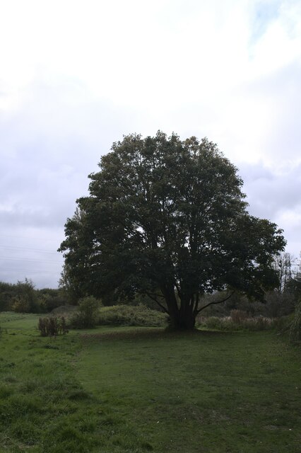 A large Sycamore