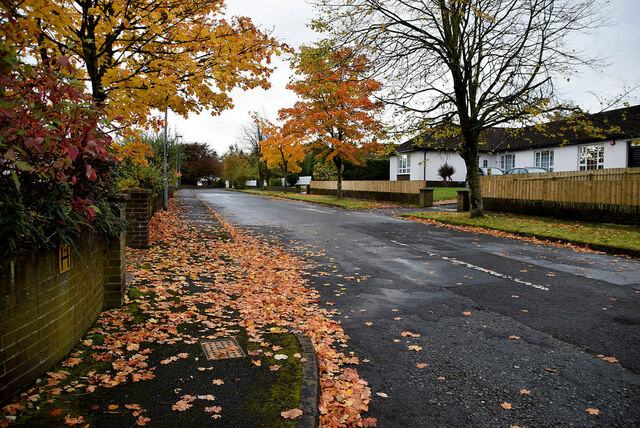 Fallen leaves, Knockgreenan Drive, Omagh