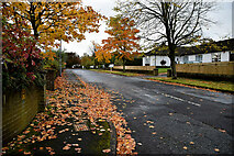 H4772 : Fallen leaves, Knockgreenan Drive, Omagh by Kenneth  Allen