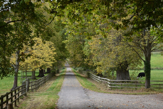 Tree-lined private drive over Little Durnford Bridge