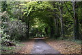 The Avenue approaching Little Durnford