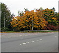 ST3190 : October 2020 colours on a Malpas corner, Newport by Jaggery