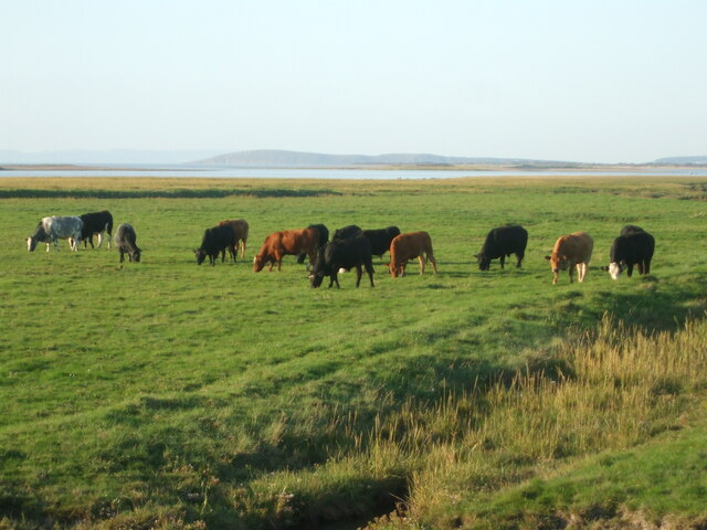 The Parrett as a pasture