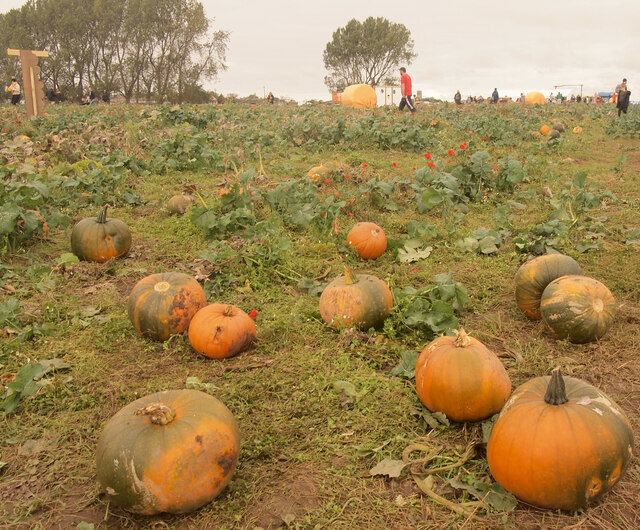 Pick your own Pumpkins