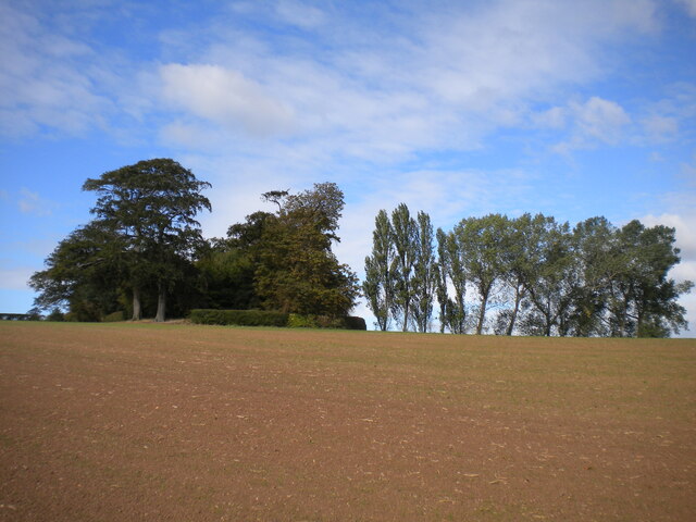 Trees east of Upper Vicarwood Farm
