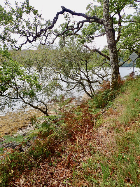 Loch Sunart shoreline