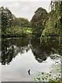 SJ8472 : Lake in Capesthorne Park by Philip Cornwall