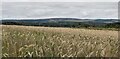 NJ2664 : Field of barley, Hill of Meft, Morayshire by Claire Pegrum