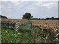 Path through Maize field South of Astle Farm (West)