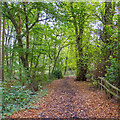 Bridleway in Lower Belt Wood, Warley