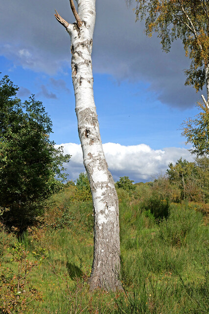 Birch tree near Devil's Spittleful in Worcestershire