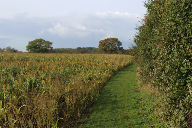 Essex Way squeezed between Hedge and Crops