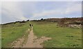 SZ4184 : Tennyson Trail over Mottistone Down by Paul Coueslant