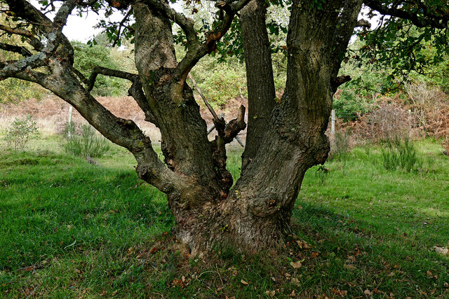 Old oak trunks near Devil's Spittleful in Worcestershire