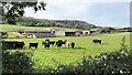 Cattle and barns near Beggars Bush - and view to the west