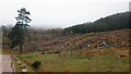 Felled woodland, Kildermorie