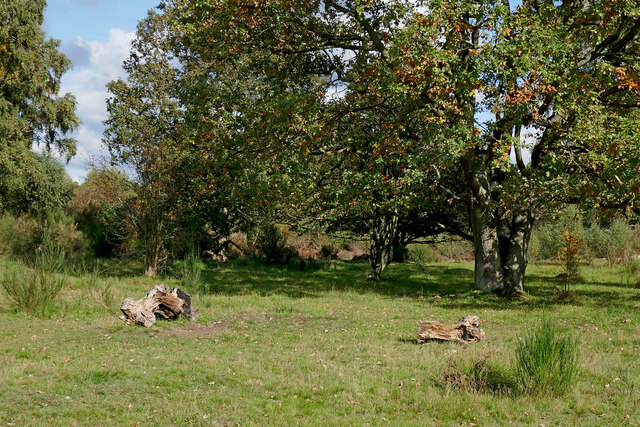 Grassy woodland in Devil's Spittleful Nature Reserve, Worcestershire