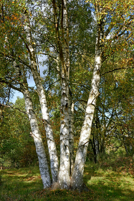 Silver birches in the Devil's Spittleful Nature Reserve, Worcestershire