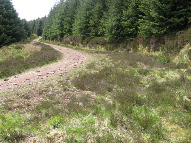 Forest track at Patrick Burn