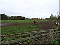 Cattle, Copt Hewick