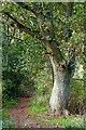 Footpath through Whitehill Wood near Kidderminster, Worcestershire