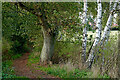 Footpath with trees near Kidderminster, Worcestershire