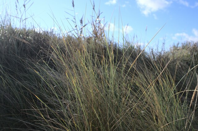 Marram Grass