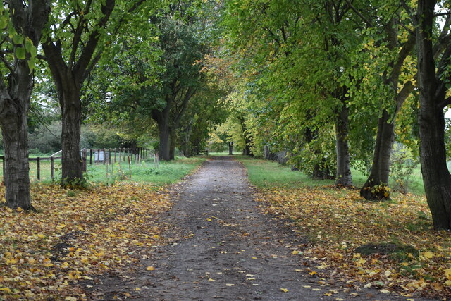 Avenue of trees at Wedhampton