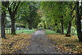 Avenue of trees at Wedhampton