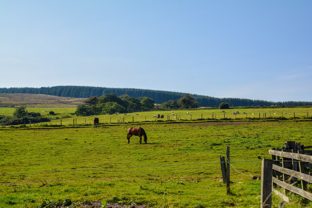 Longframlington : Grassy Field & Horses
