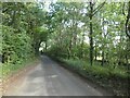 Woodland road near Oaklands Farm, East Chelborough