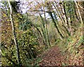 Woodland path in Morgan Glen