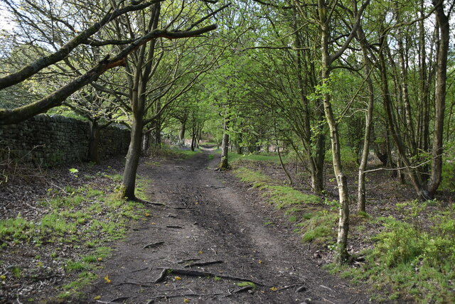 Dales Way, Chevin Forest Park © N Chadwick :: Geograph Britain and Ireland