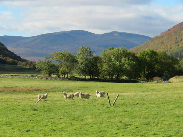 Sheep in riverside pastures