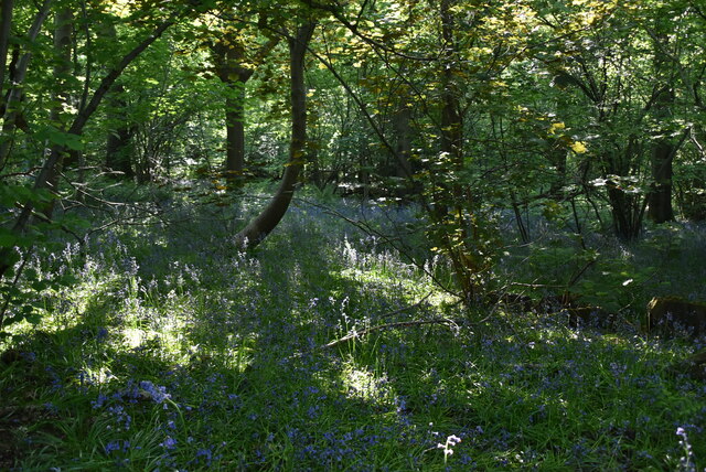 Bluebells, Limekiln Wood