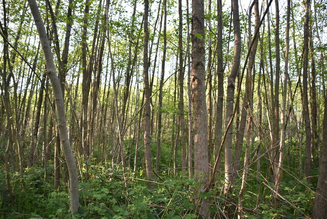 Woodland Near North Farm © N Chadwick :: Geograph Britain And Ireland