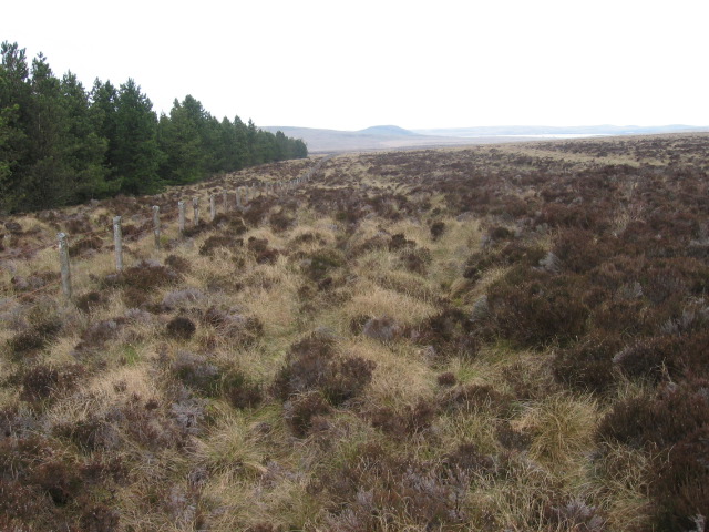 Forest edge at Flow Moss