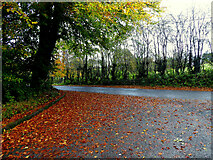 H4772 : Fallen leaves, Cranny Car Park by Kenneth  Allen